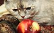 Zelfgemaakte voeding voor katten met een nierfalen