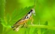 Levenscyclus van Grasshoppers