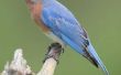Hoe en waar te hangen Bluebird nesten vakken