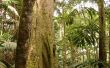 Hawaiian regenwouden & huiduitslag