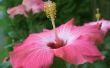 De verschillen tussen een roos van Saron & een Hibiscus