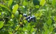 Winter zorg voor Blueberry struiken