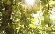 Hoe om Japanse kevers uit Apple bomen natuurlijk