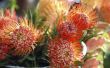Protea Flower feiten