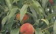 Wanneer produceert een perzikboom Fruit?
