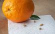 How to Grow een oranje boom uit zaad
