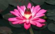 How to Grow roze Lotus zaden