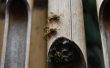 Pest Control bommen die wespen doden