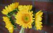 Hoe om te weten wanneer te planten zonnebloemen