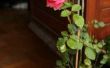 Hoe te beginnen met het kweken van rozen uit stekken