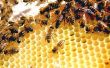 Verschil tussen klaver honing & natuurlijke zuivere honing
