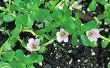 How to Plant Bacopa