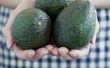 Hoe bewaart u rijpe avocado 's
