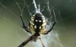 How to Kill huishoudelijke spinnen