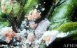 How to Get Rid van Mealybugs op een Hibiscus