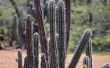 Wat veroorzaakt een Cactus naar Lean?