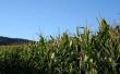 Hoeveel stikstof Per hectare moet u maïs planten?