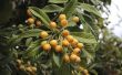 Soorten bomen produceren pitvruchten vruchten