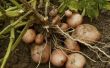 How to Plant aardappelen in Pennsylvania