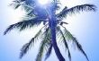 Hoe Winter voorbereiden een palmboom