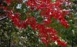 Bladeren op een rode esdoorn-boom sterven