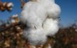 Cotton Plant informatie