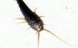 How to Make Silverfish controle