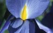 Verschil tussen een gladiolen & een Iris