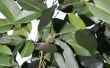 Hoe bemesten een Ficus boom