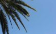 Wat zijn de palmbladeren boom?