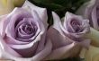 De soorten paarse rozen
