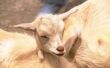 How to Take Care van een geitenkaas uiers wanneer ze zijn gezwollen