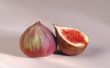 Hoe een Fig zaad ontkiemen