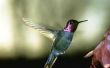 De migratie van de kolibrie in Arizona