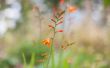 How to Care for Crocosmia
