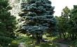 Kan ik een blauw Spruce Tree in Florida groeien?