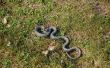 Identificeren van slangen in Michigan