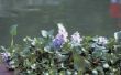 How to Force hyacinten bollen