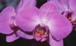 How to Grow Phalaenopsis orchideeën uit zaden