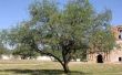 Wat Is een Mesquite boom?