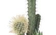 Cactus Plant typen