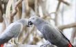 Het bepalen van geslacht van Afrikaanse grijze papegaaien