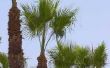 Hoe maak je een palmboom glad