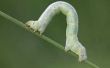 Inchworm levenscyclus