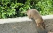 How to Kill ratten en knaagdieren