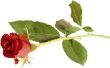 How to Grow dikke Rose struiken