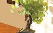 How to Grow Grapevine bomen