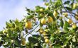 Hoe de zorg voor citroenbomen in de Winter