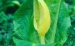 How to Kill Skunk Cabbage