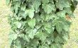 Huis remedie voor doden Poison Ivy planten